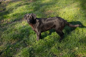 *ROXETTA* - die Junghündin wird momentan auf ein Leben in einer Familie vorbereitet