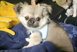 Chihuahua Rüde creme-sable