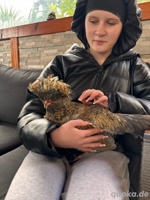 Zwergpaduaner suchen neuen Wirkungskreis