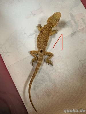 Bartagame Pogona vitticeps sunkissed - letherback dunner