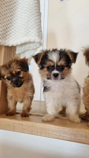Kleinbleibende Shih Tzu - Chihuahua Welpen