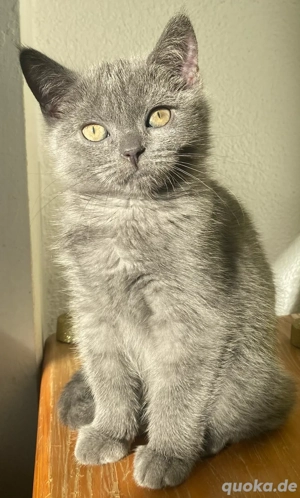 Kizten Briritsch Kurzhaar ab sofort abzugeben