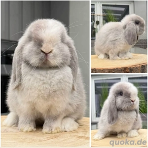 Zwergwidder Zwergkaninchen Minilop