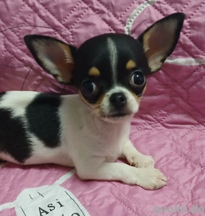 Chihuahua Welpe 