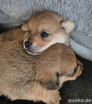 Süße Pomeranian Dackel Mix Welpen