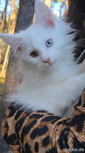Maine Coon Kitten 