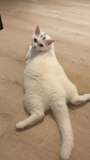 Katzenmama und Sohn suchen liebevolles Zuhause