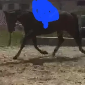 Traber stute zu verkaufen 