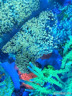 Euphyllia Golden Nugget