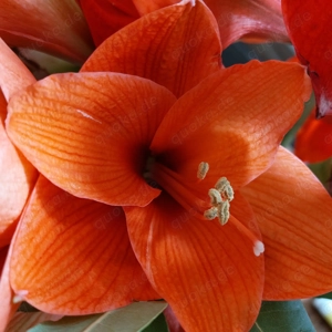 Reifer Typ sucht versaute Stute