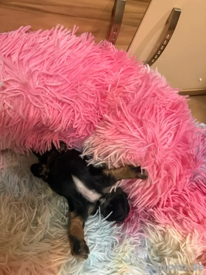 Mini Yorkshire Terrier   zwei Welpen, geboren am 24.10.2025 (Rüde und Hündin)