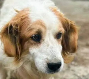 Nemo - bist du der Mensch der ihn versteht? Bild 3