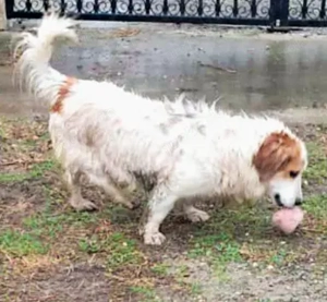 Nemo - bist du der Mensch der ihn versteht? Bild 2