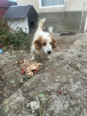 Nemo - bist du der Mensch der ihn versteht? Bild 6