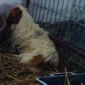 Nemo - bist du der Mensch der ihn versteht? Bild 4