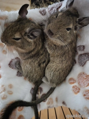 4 Degu mit Käfig für 4 kleine Tiere 