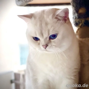 Deckkater mit Stammbaum