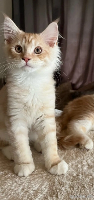 Reinrassige Maine Coon 
