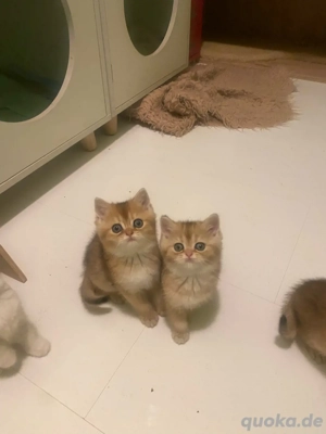 Bkh kitten Black Golden 