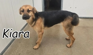 Bist du bereit, Kiaras Herz zu gewinnen und ihr die Geborgenheit zu schenken, die sie so sehr verdie