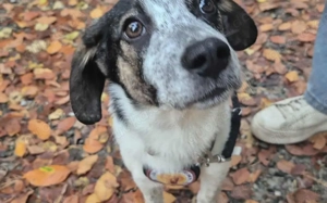 Speedy Gonzales möchte losflitzen!