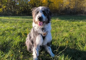 Fenrir sucht aktive Menschen