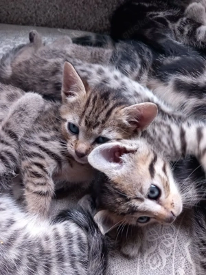 2 weibliche Bengal-Mischlinge suchen liebevolles Zuhause