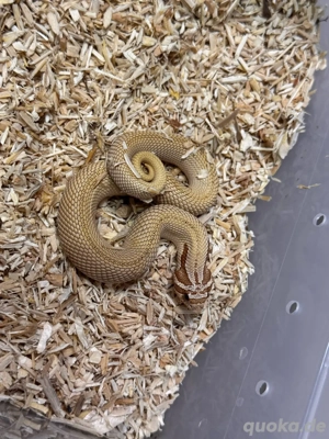 Heterodon Nasicus, Hakennasennatter Arctic