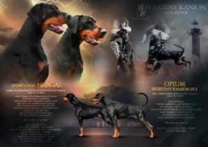 DOBERMANN WELPEN ELTERN NACH ZTP wunderbares Exterieur und ideal für die Arbeit