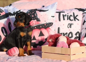 DOBERMANN WELPEN ELTERN NACH ZTP wunderbares Exterieur und ideal für die Arbeit Bild 2