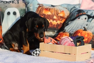 DOBERMANN WELPEN ELTERN NACH ZTP wunderbares Exterieur und ideal für die Arbeit Bild 3