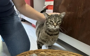 Schmusekatze Ani sucht ihr Zuhause Bild 6