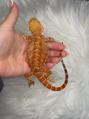 Bartagame Männchen Red Hypo High Blue Tiger