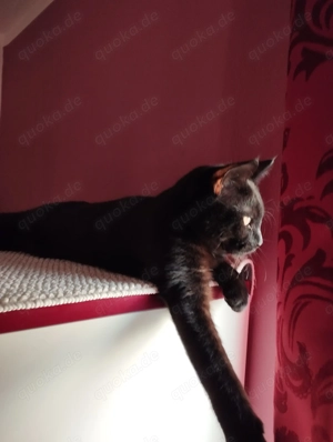 Kater in schwarz 