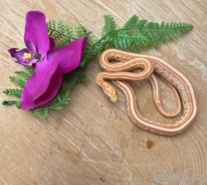 Kornnatter Amel Tessera 