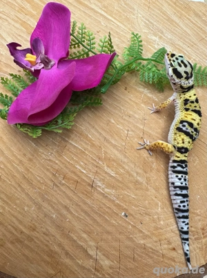 Leopardgecko 