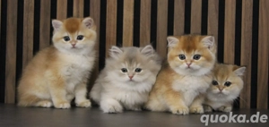 BKH - Kitten reinrassig in Gold 