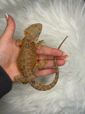 Bartagame Männchen Orange Hypo Blue Tiger