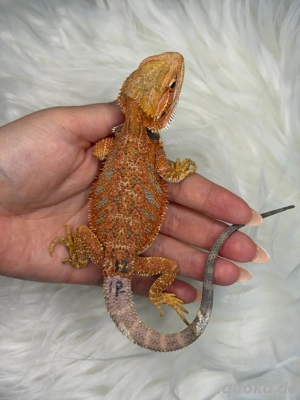 Bartagame Männchen Orange Hypo High Blue Tiger