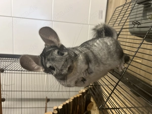 Zahme Chinchilla Böckchen abzugeben