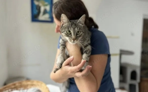 Jungkatze Mirabelle sucht Ihr Zuhause