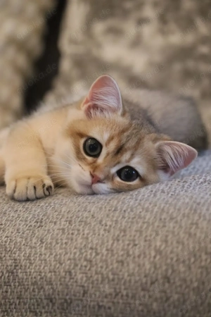 Wunderschöne Britisch Kurzhaar & Langhaar Golden Chinchilla Kitten mit Stammbaum!   Bild 3