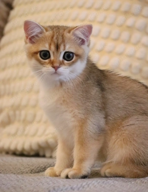 Wunderschöne Britisch Kurzhaar & Langhaar Golden Chinchilla Kitten mit Stammbaum!   Bild 2