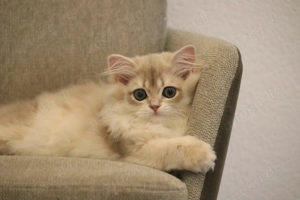 Wunderschöne Britisch Kurzhaar & Langhaar Golden Chinchilla Kitten mit Stammbaum!   Bild 8
