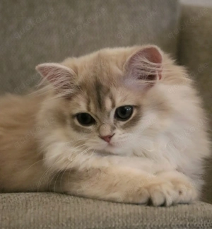 Wunderschöne Britisch Kurzhaar & Langhaar Golden Chinchilla Kitten mit Stammbaum!   Bild 5