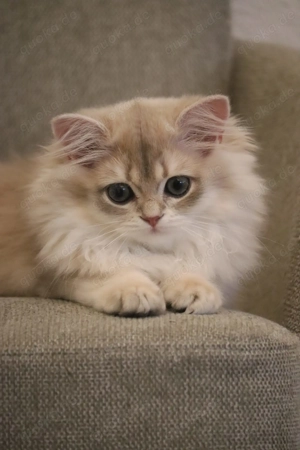 Wunderschöne Britisch Kurzhaar & Langhaar Golden Chinchilla Kitten mit Stammbaum!   Bild 6