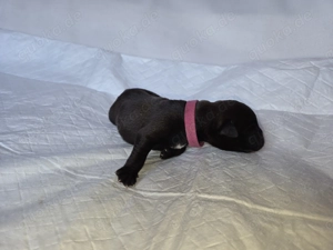 Old Englisch Bulldog Welpen Bild 5