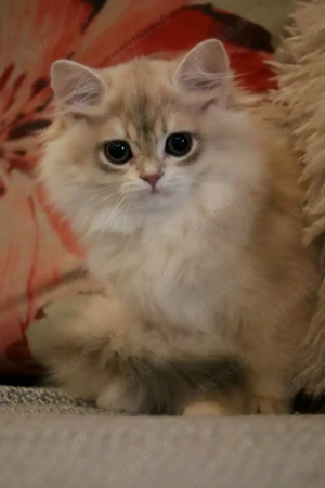 Wunderschöne Britisch Kurzhaar & Langhaar Golden Chinchilla Kitten mit Stammbaum!   Bild 7