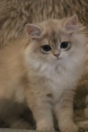 Wunderschöne Britisch Kurzhaar & Langhaar Golden Chinchilla Kitten mit Stammbaum!   Bild 9