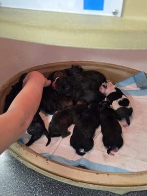 Old Englisch Bulldog Welpen Bild 2